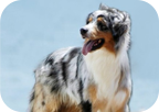 澳大利亚牧羊犬
